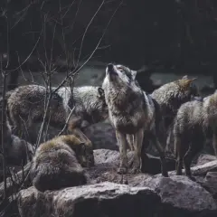 Un branco di lupi, un esempio di collettivi, si riunisce su rocce scure. Uno alza la testa in un ululato.